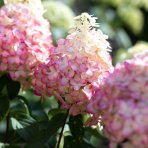 Hortenzia metlinatá (Hydrangea paniculata) ´LIVING COLOURFUL COCKTAIL´® by LIVING CREATIONS® - výška 20-30 cm, kont. C2L